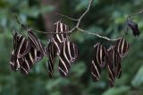 Heliconius charithonia