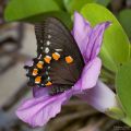 Papilio sp.