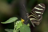 Heliconius charitonius