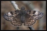 Gray skipper