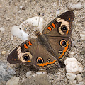 Junonia coenia