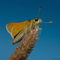 Orange skipper