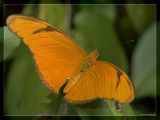 Dryas iulia