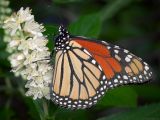 Danaus plexippus