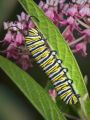 Danaus plexippus