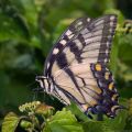 Papilio glaucus