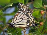 Danaus plexippus