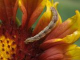 Caterpillar on a flower
