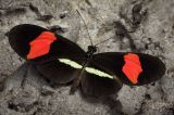 Heliconius erato