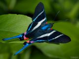 Butterflies, moths and caterpillars  Lepidoptera