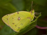 Colias sp.