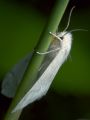 White moth