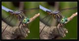 stereo_blue_dragonfly.jpg