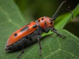 Tetraopes tetrophthalmus