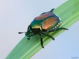 Beetles  Coleoptera
