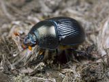 Geotrupes egeriei