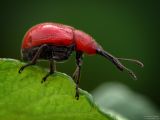 Red weevil