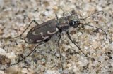 Cicindela repanda