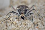 Cicindela repanda