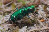 Cicindela patruela