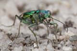 Cicindela patruela