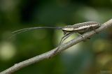 Neoptychodes trilineatus