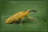 Yellow weevil