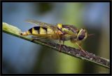 Odontomyia cincta