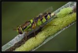 Odontomyia cincta (green variation)