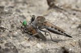 Flies and mosquitos  Diptera
