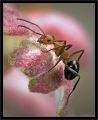 Ant on pink background