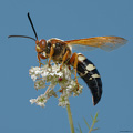 Cicada killer