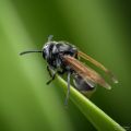 Small wasp