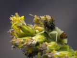 Ambush bug