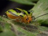 Four-lined Plant Bug
