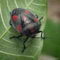Red-spotted bug