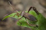 Acanthocephala sp.