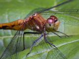 Orange dragonfly