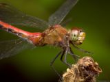 Sympetrum rubicundulum