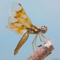 Dragonflies and Damselflies  Odonata