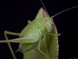 Katydida