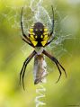 Yellow spider